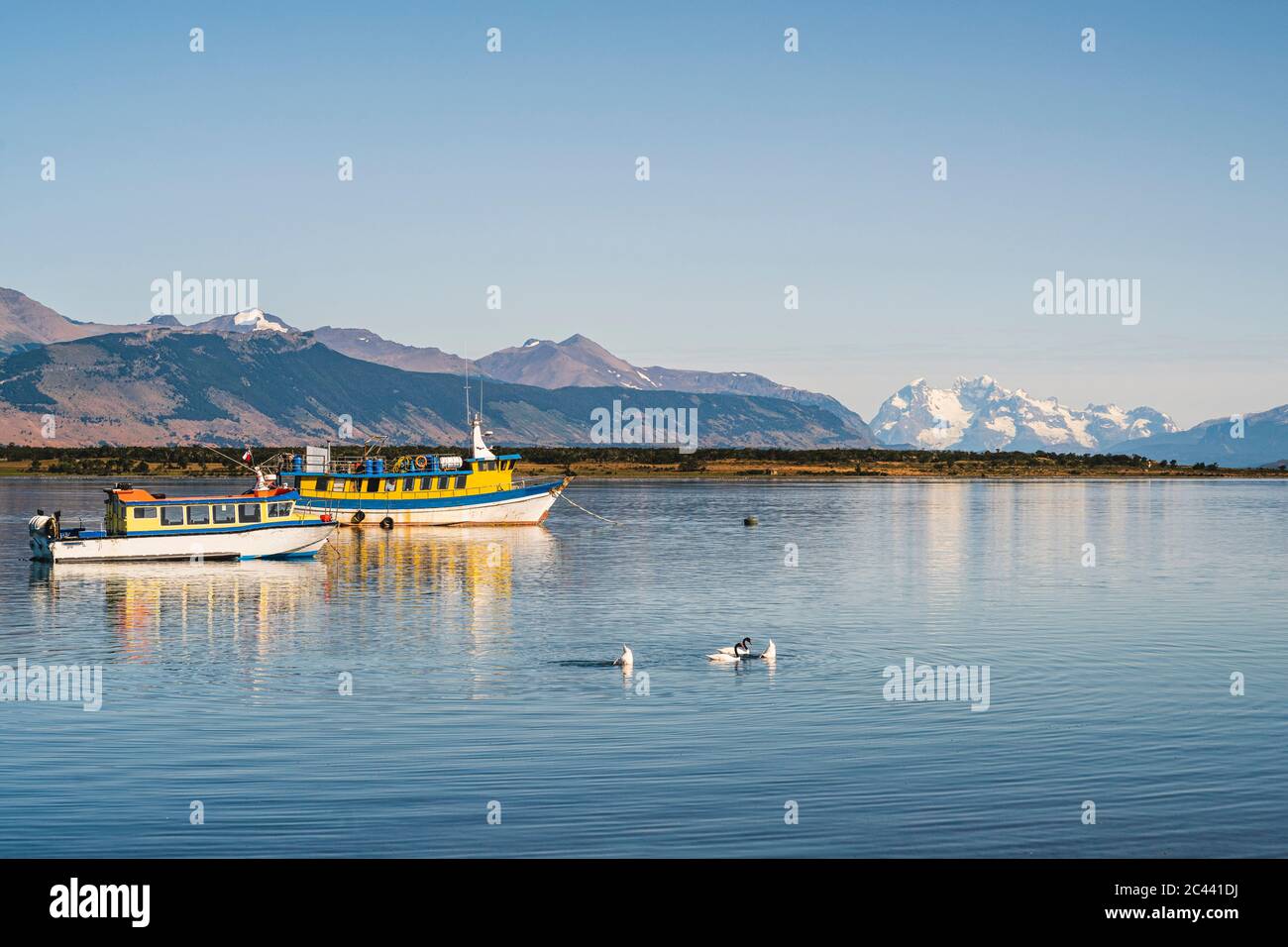 Chile, Ultima Esperanza, Puerto Natales, Schwäne schwimmen vor Fischerbooten Stockfoto