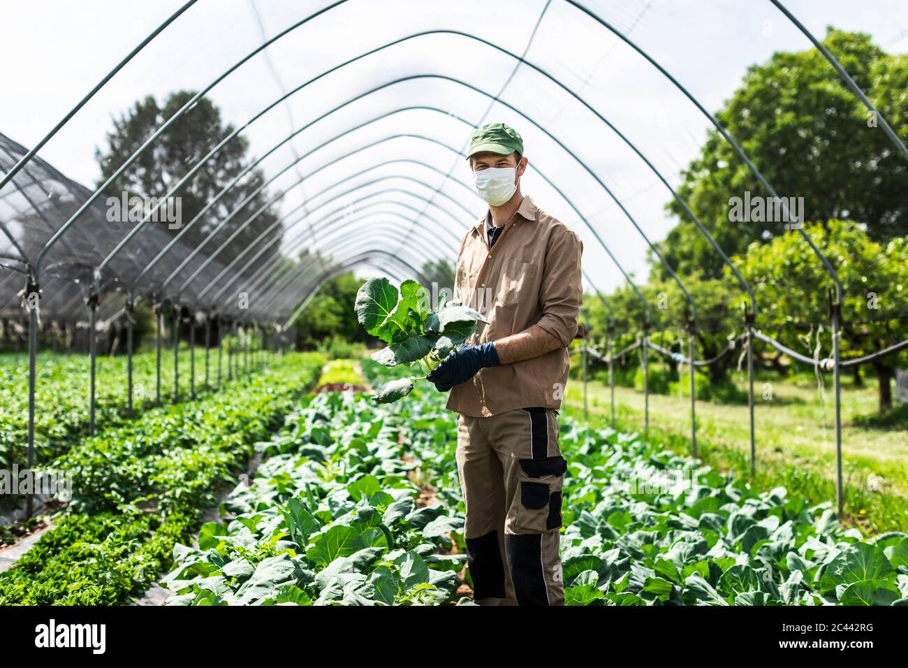 Bauer mit Schutzmaske im Gewächshaus mit Zucchini-Pflanzen Stockfotografie  - Alamy