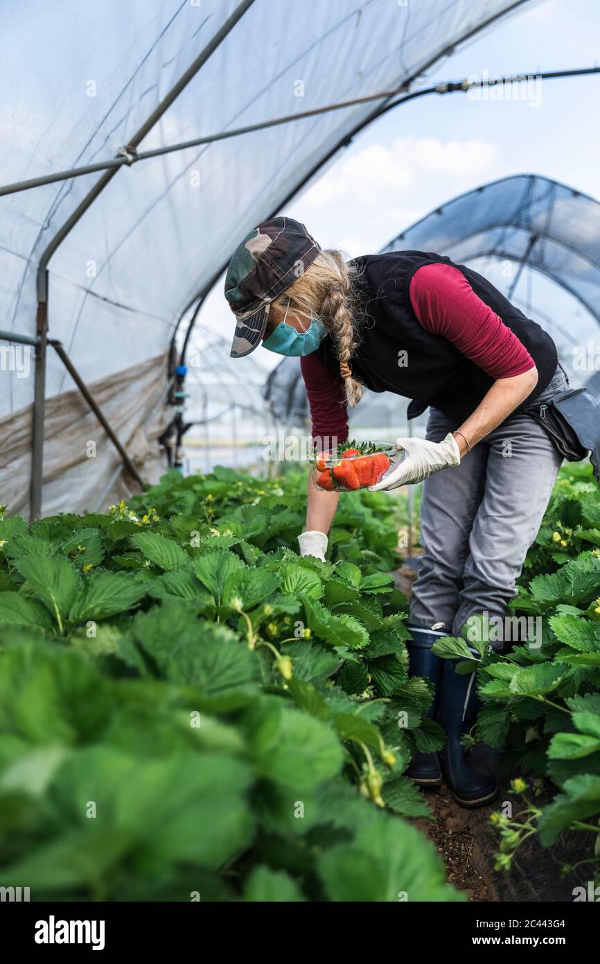 Reife Bäuerin Ernte biologisch angebaute Erdbeeren im Gewächshaus Stockfoto