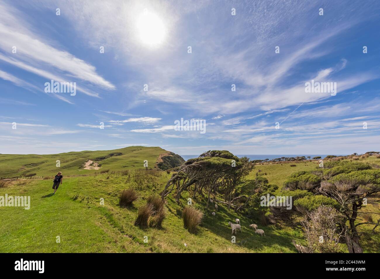 Neuseeland, Sonne scheint über weibliche Touristen vorbei Herde von Schafen Weiden am Cape Farewell Stockfoto