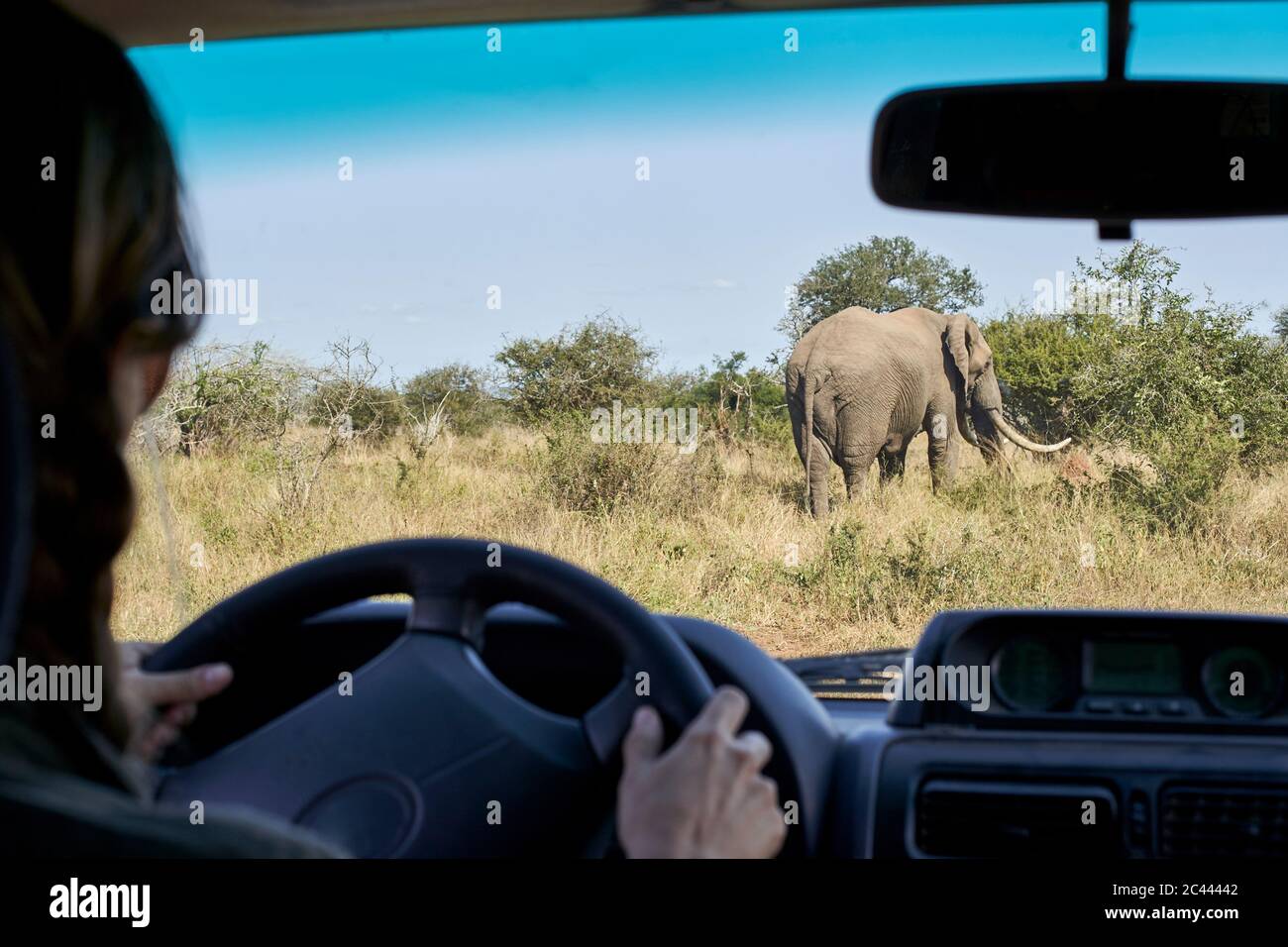 Zugeschnittenes Bild einer Frau mit mittlerem Erwachsenen, die im Kruger National Park, Südafrika, Auto fährt Stockfoto