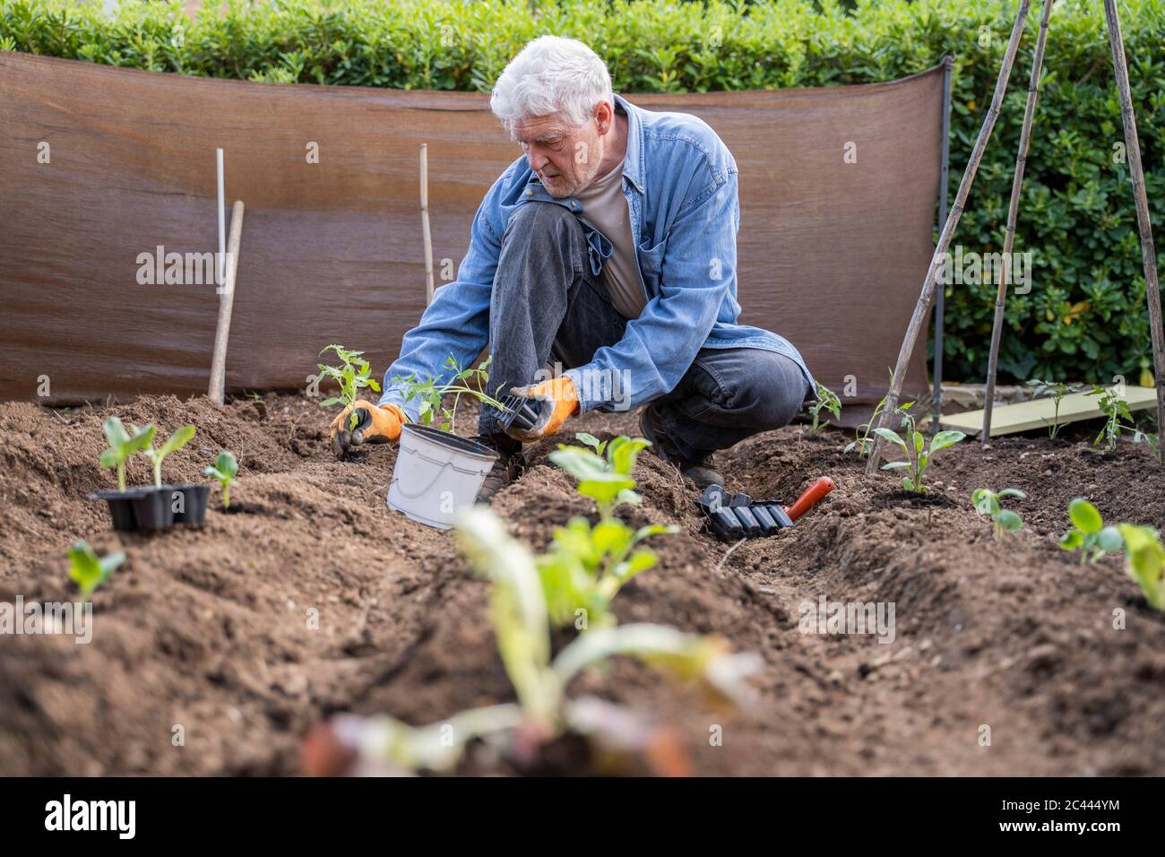 Oberflächennahe Ansicht des pensionierten Senior Mann, der im Obstgarten anpflanzt Stockfoto