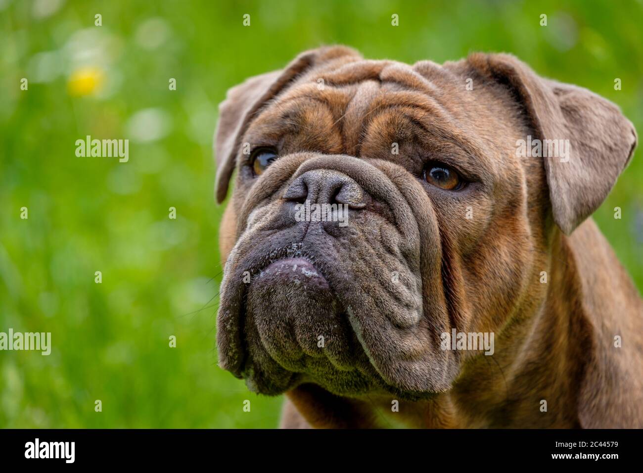 Portrait von englischer Bulldog, der wegschaut Stockfoto
