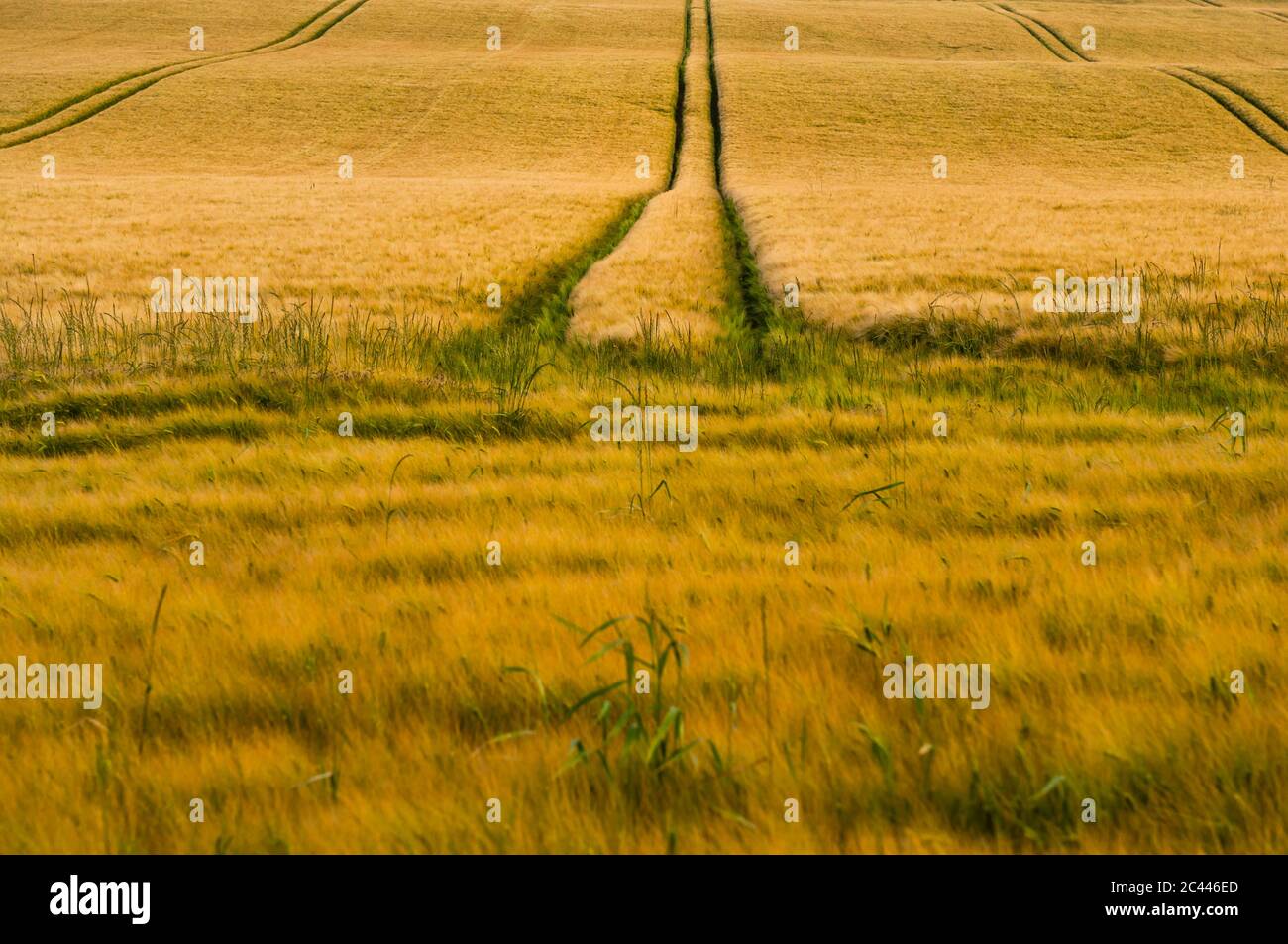 Reifenspuren auf Weizenfeld Stockfoto