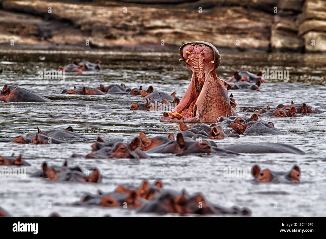 Demokratische Republik Kongo, Nilpferde (Hippopotamus amphibius) schwimmen im Fluss Stockfoto