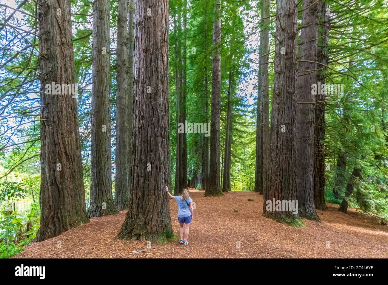 Neuseeland, Ozeanien, North Island, Rotorua, Hamurana Federn Nature Reserve, Frau im Redwood Forest (Sequoioideae) Stockfoto