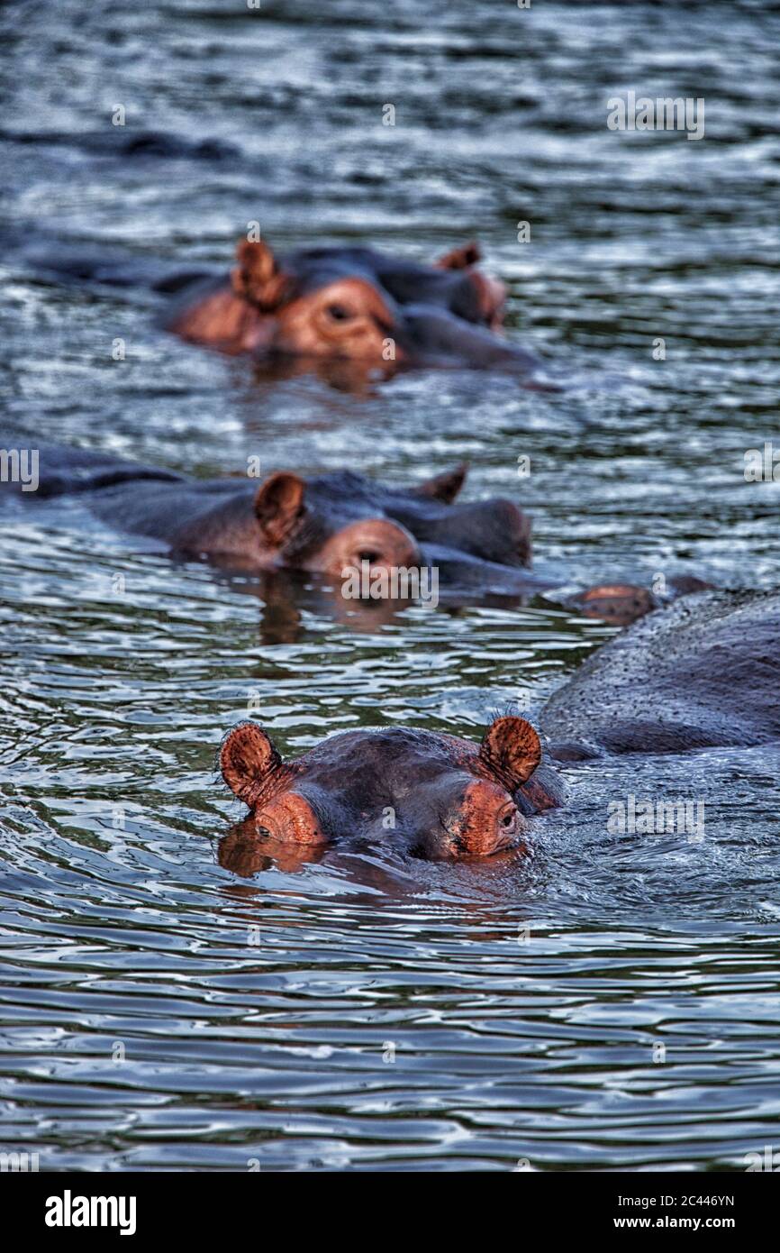 Demokratische Republik Kongo, Nilpferde (Hippopotamus amphibius) schwimmen im Fluss Stockfoto