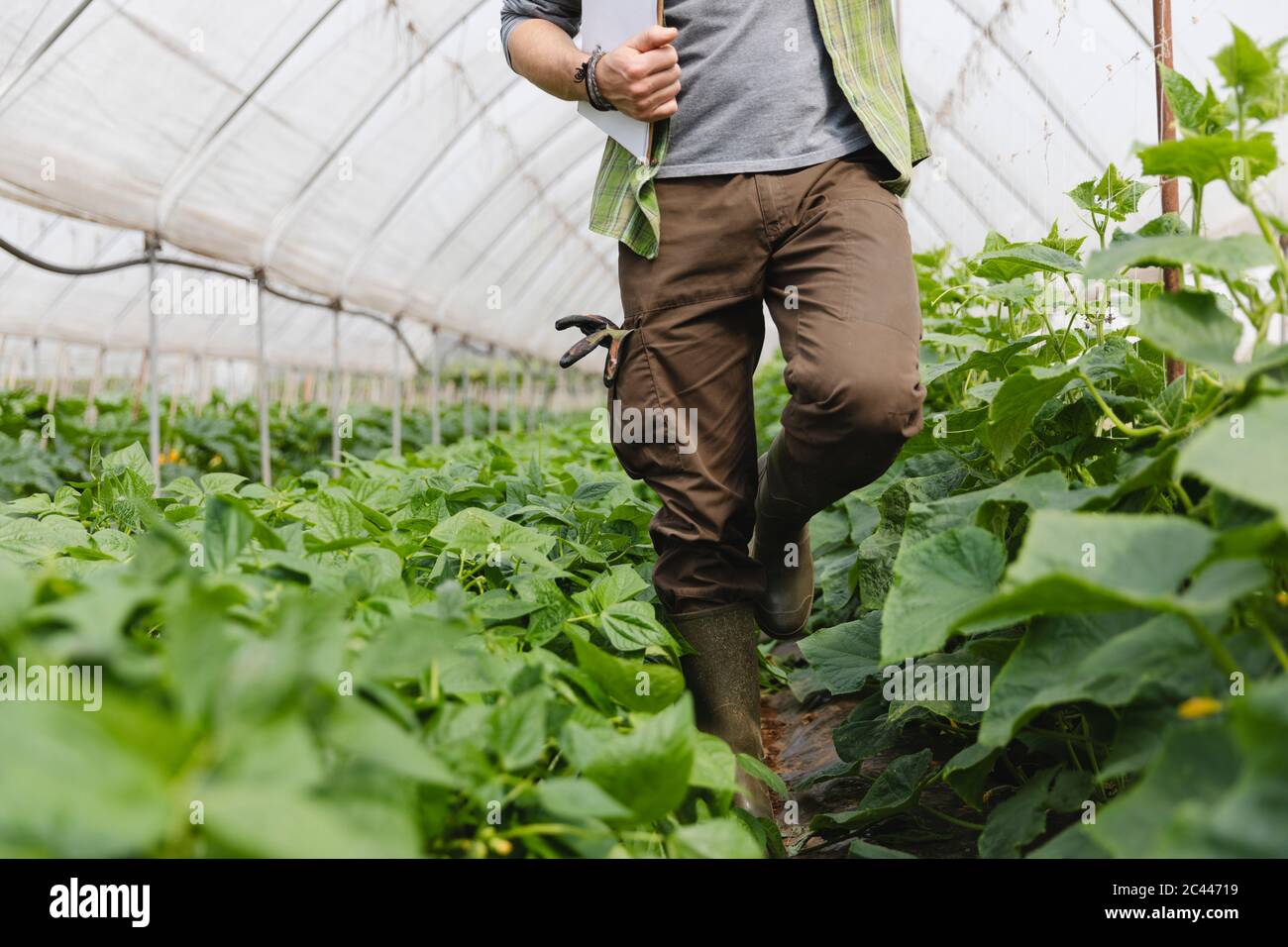 Bauer zu Fuß zwischen den Gemüse im Gewächshaus angebaut, Bio-Landwirtschaft Stockfoto
