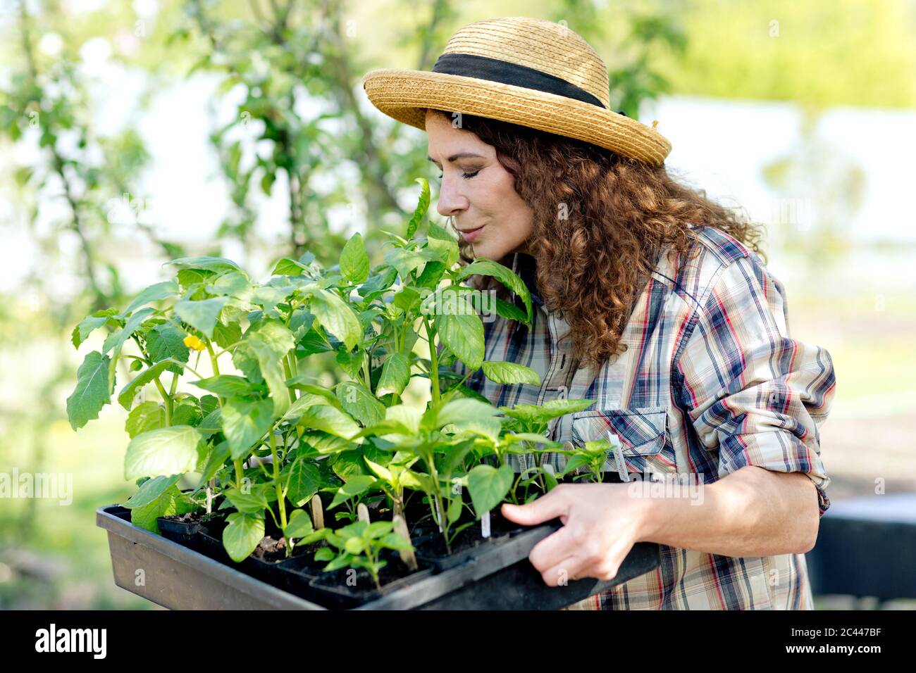 Reife Bäuerin riecht grüne Pflanzen auf Tablett im Gemeinschaftsgarten Stockfoto