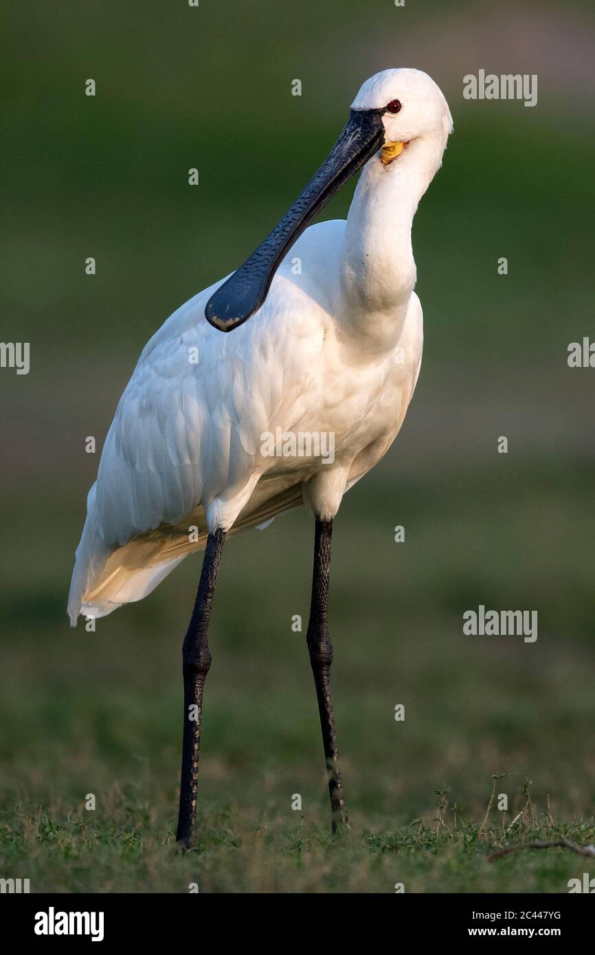 Das Bild des eurasischen Löffelbills (Platalea leucorodia) bei Pune, Maharashtra, Indien, Asien Stockfoto