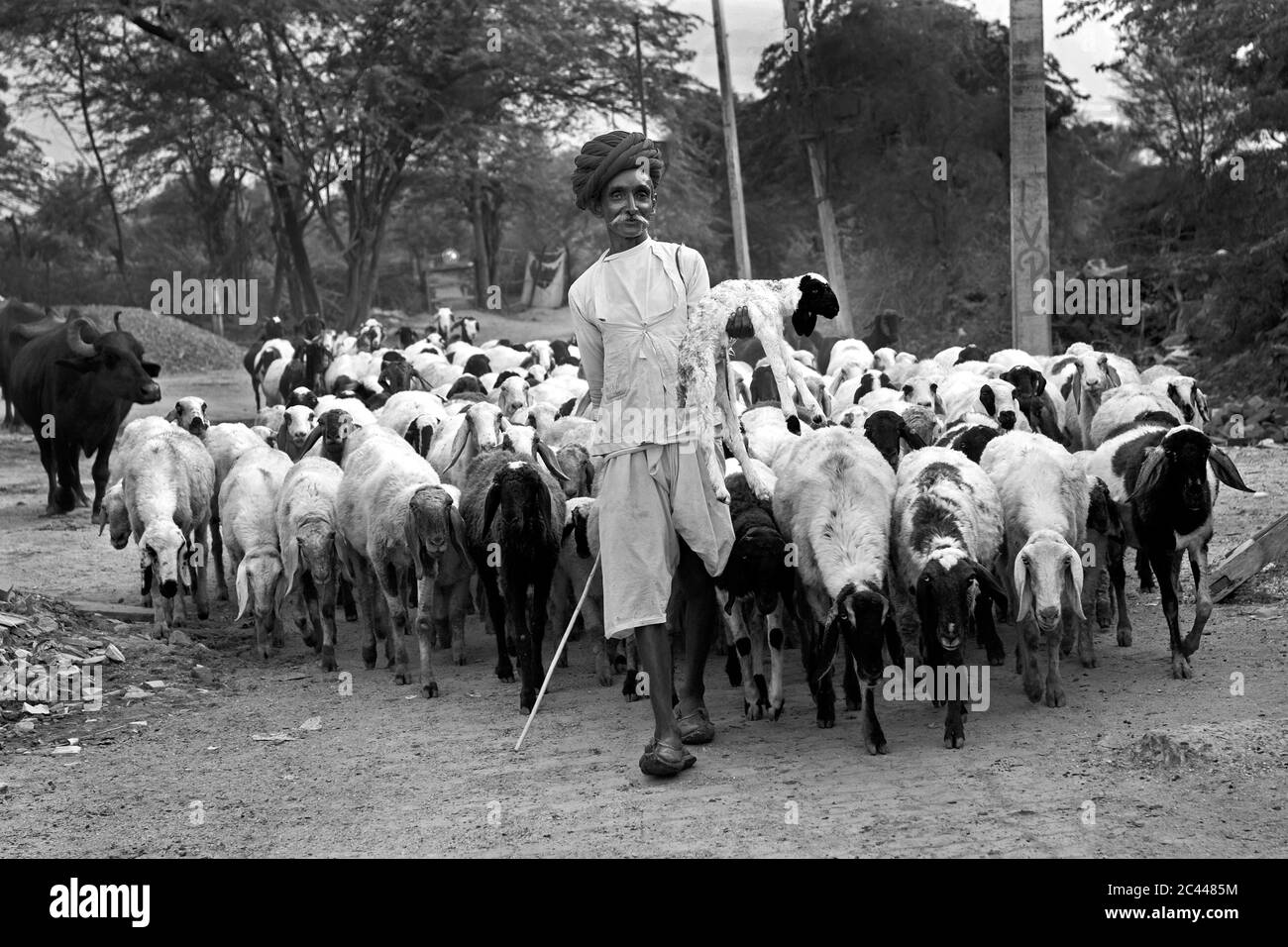 Das Bild von Shepherds mit Live-Stock kehrt nach Hause in das Dorf Jawai-Bera, Rajasthan, Indien, asien Stockfoto