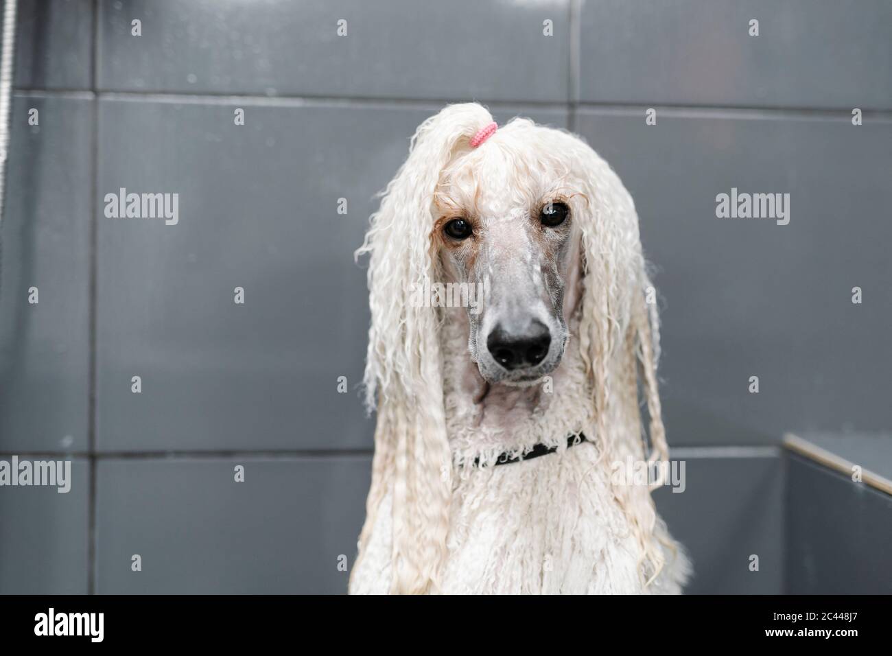 Portrait von Wet Standard Pudel Stockfoto