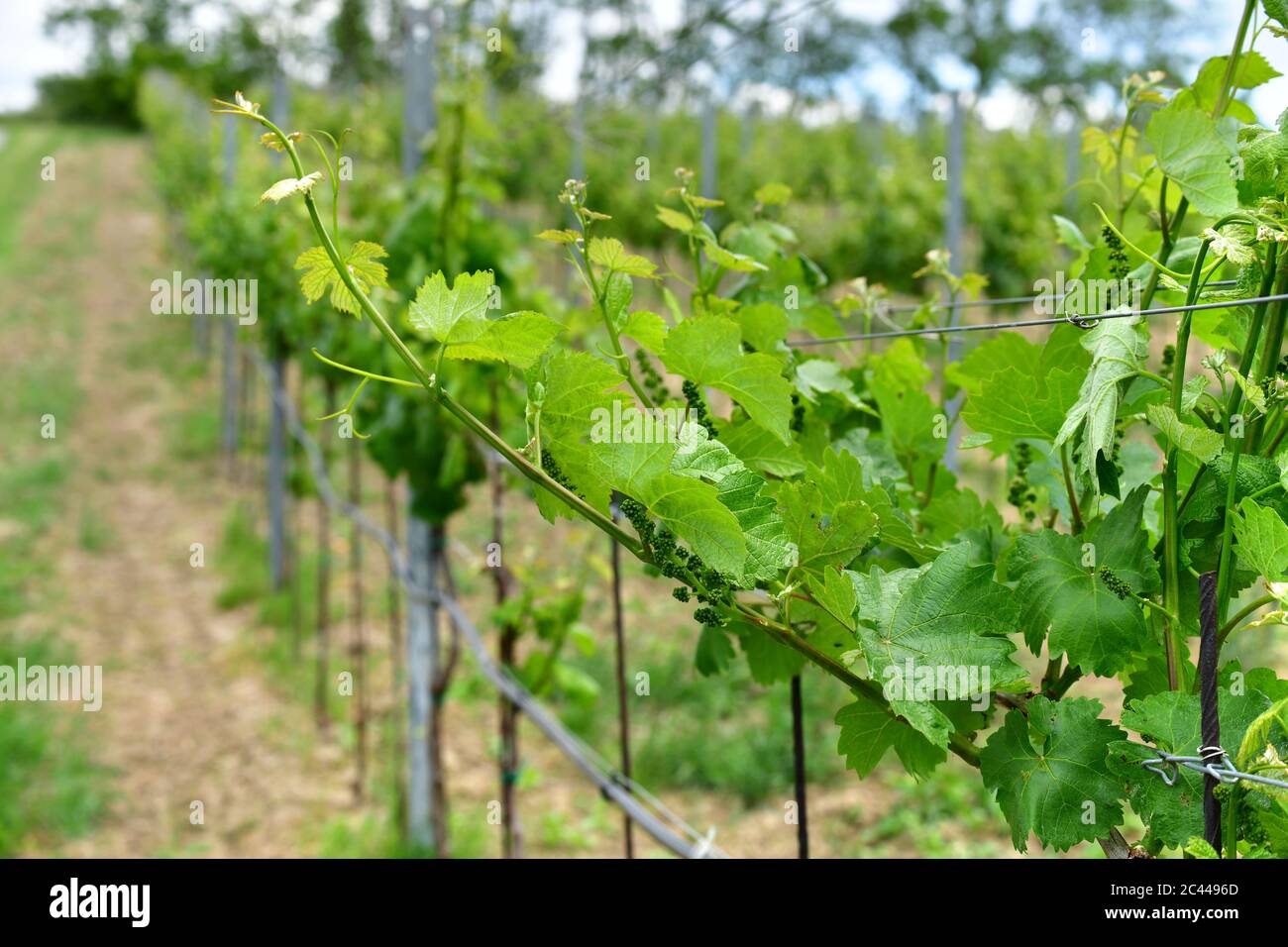 Wurzelstock mit jungen grünen Veltiner Weinreben und Blättern (Vitis vinifera), Weinviertel, Österreich Stockfoto