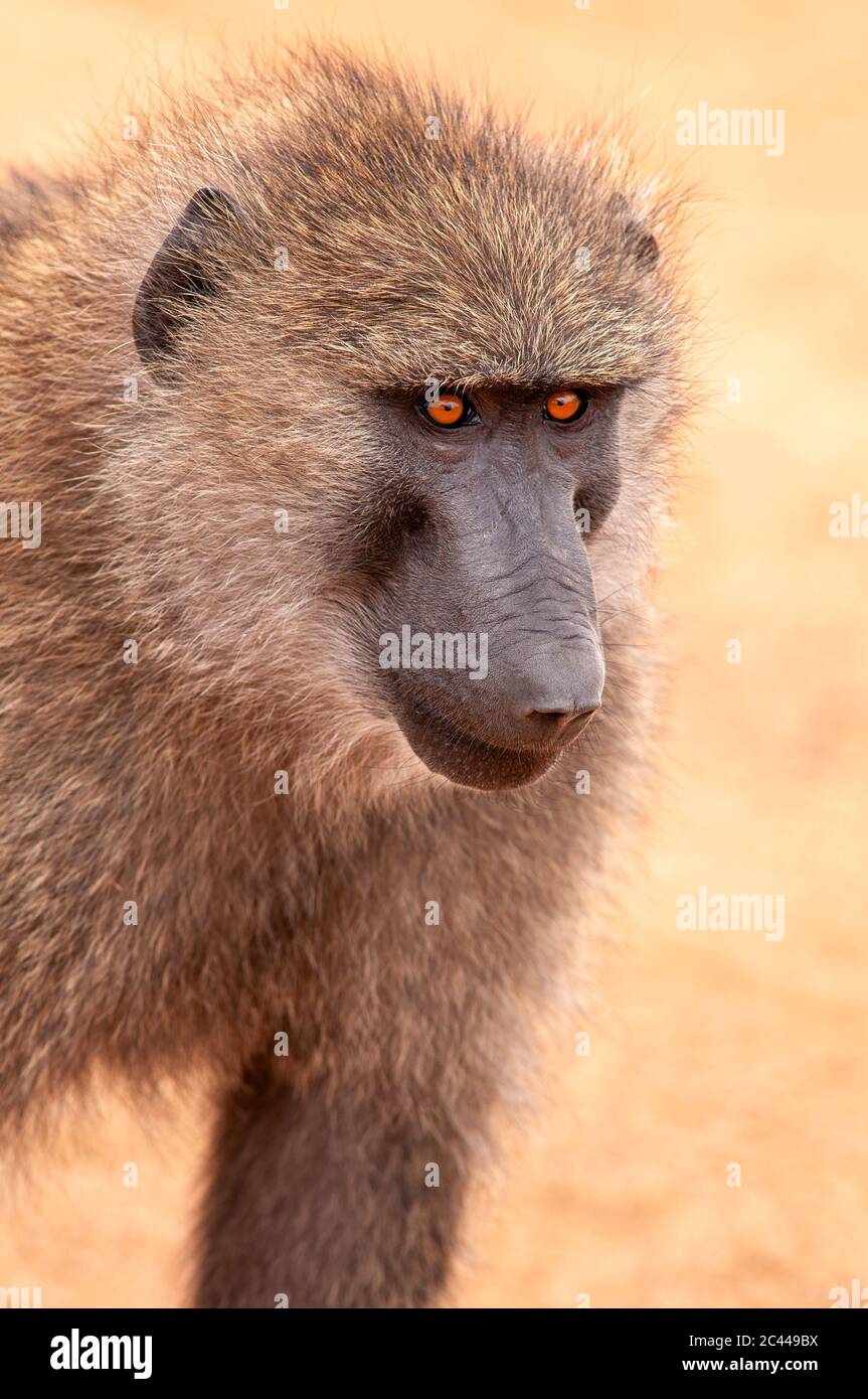 Porträt des Pavian Olive, Papio anubis, im Masai Mara National Reserve. Kenia. Afrika. Stockfoto