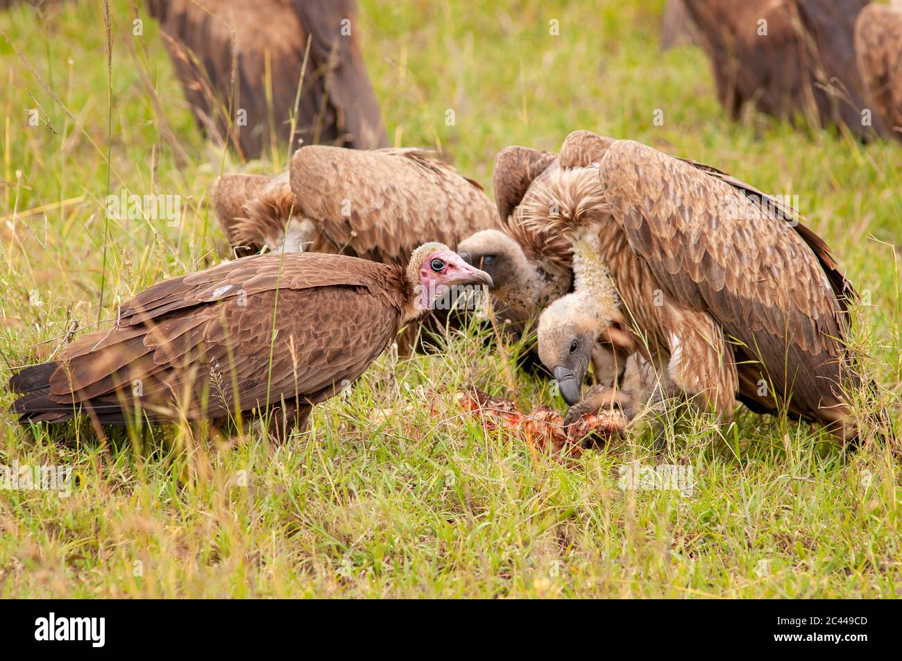 Kapuzengeier, Necrosyrtes monachus und afrikanische Weißrückengeier, Gyps africanus, füttern ein totes Tier. Masai Mara National Reserve. Kenia. Stockfoto