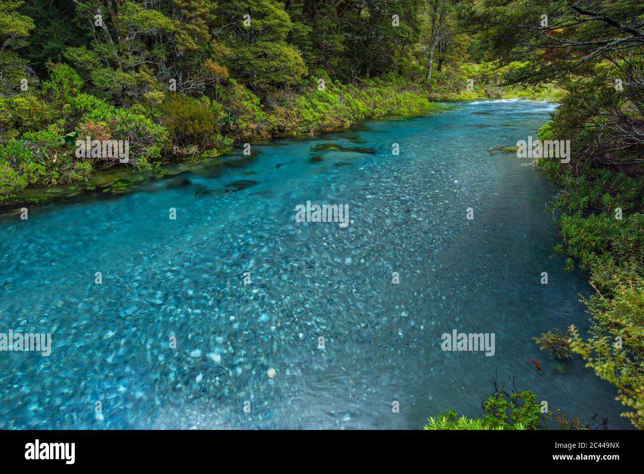 Neuseeland, Southland, Te Anau, Hollyford River fließt durch üppigen Wald Stockfoto