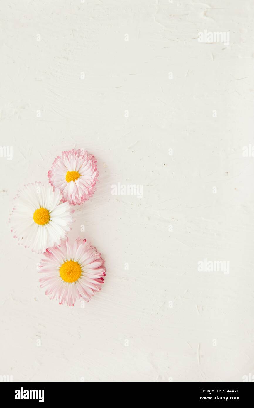 Daisy Flower Bellis perennis auf weißer Holzoberfläche. Nachbau mit Rückengrund Stockfoto
