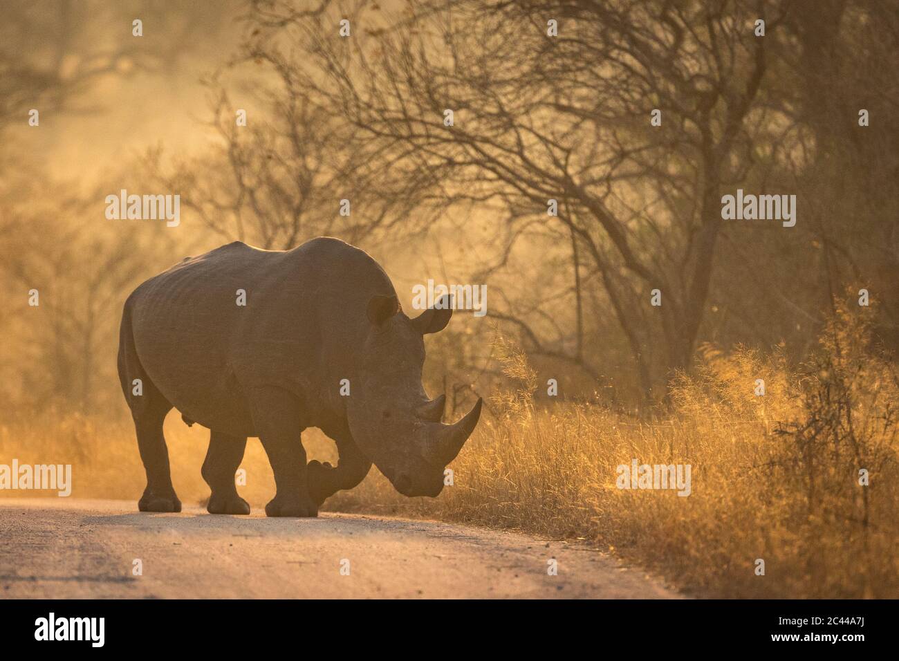 Ein erwachsener weißer Nashorn-Mann, der in einem goldenen Morgenlicht im Kruger Park Südafrika unterwegs ist Stockfoto