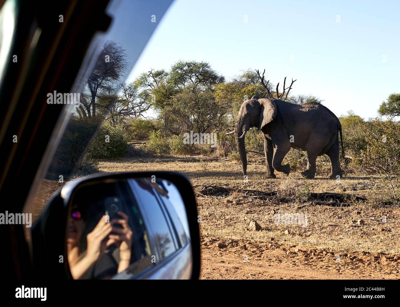 Frau reflektieren auf Außenspiegel des Autos, während die Bilder von Elefanten am Bwabwata National Park, Namibia Stockfoto