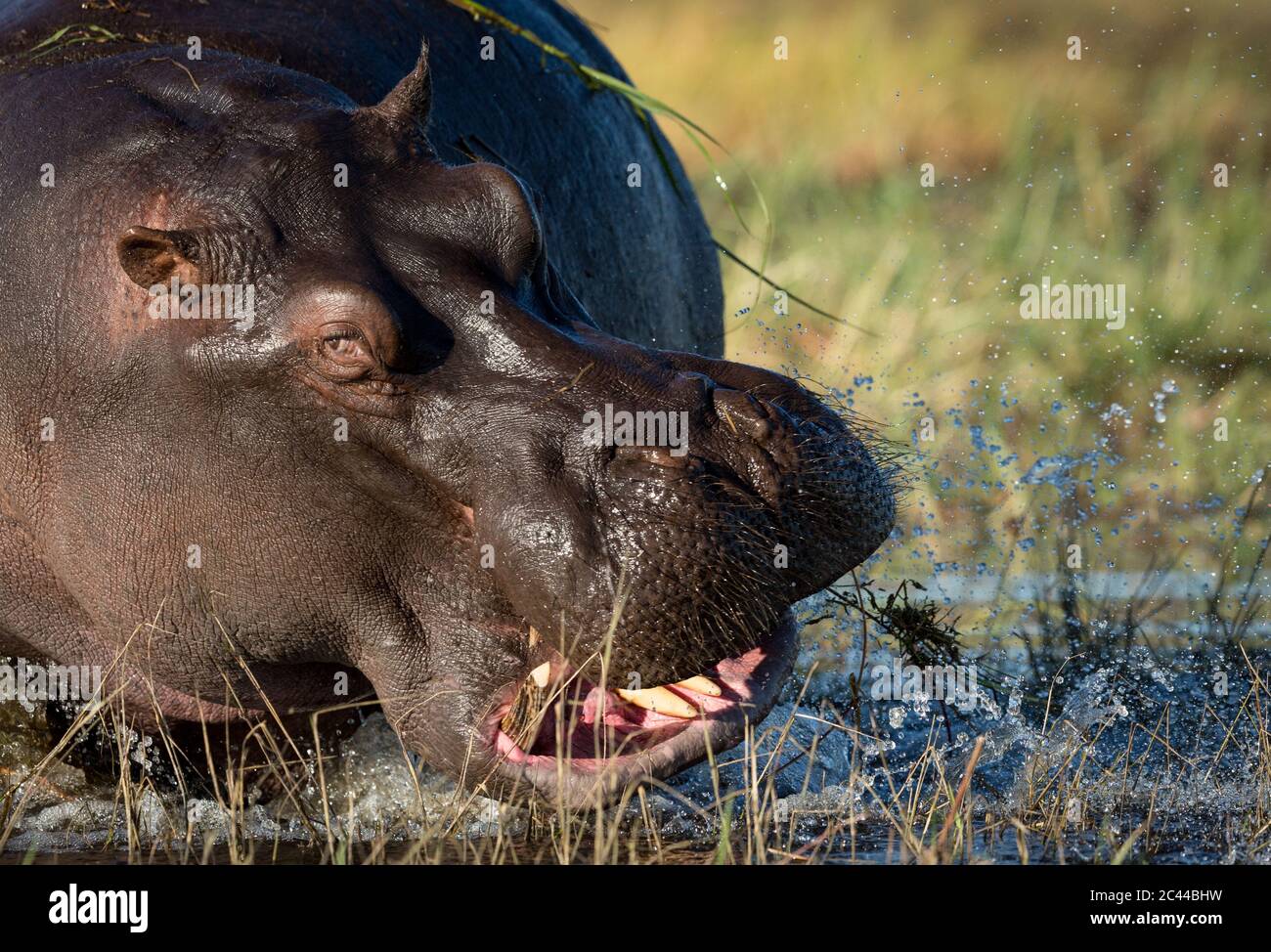 Ein Erwachsener Nilpferd Nahaufnahme auf Gesicht zeigt seine Wut und Wut durch Spritzwasser in Chobe River Botswana Stockfoto