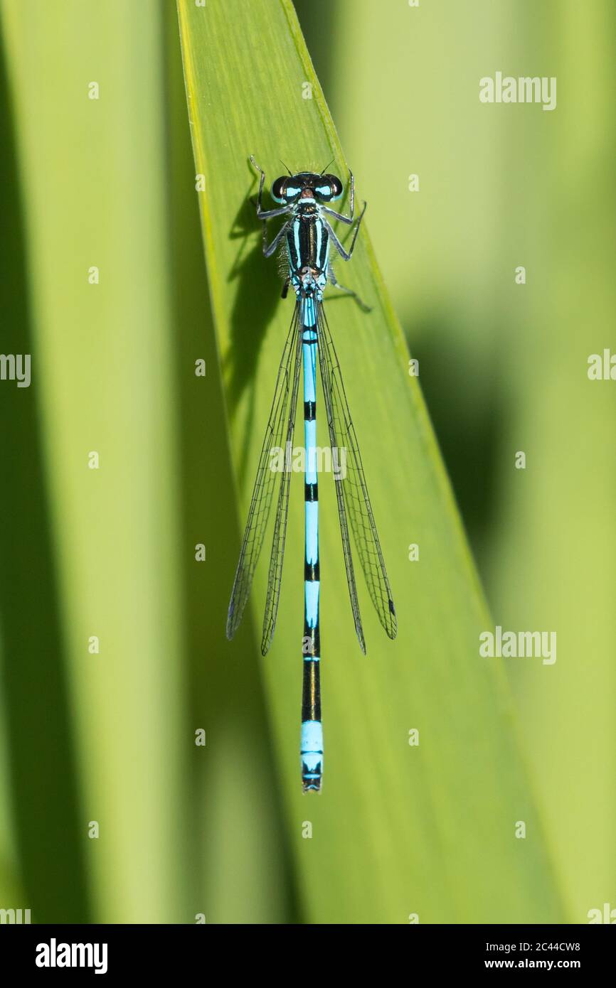 Blaue Damselfliege auf einem Flag Iris Blatt Stockfoto