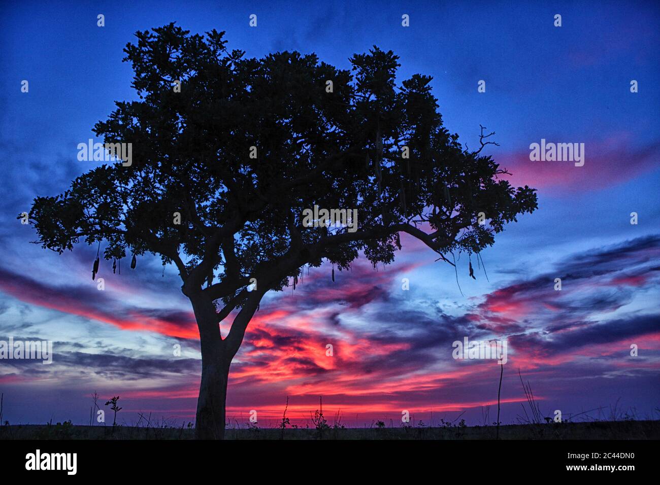 Demokratische Republik Kongo, Silhouette von Baum gegen lila Himmel in stimmungsvollen Abenddämmerung Stockfoto