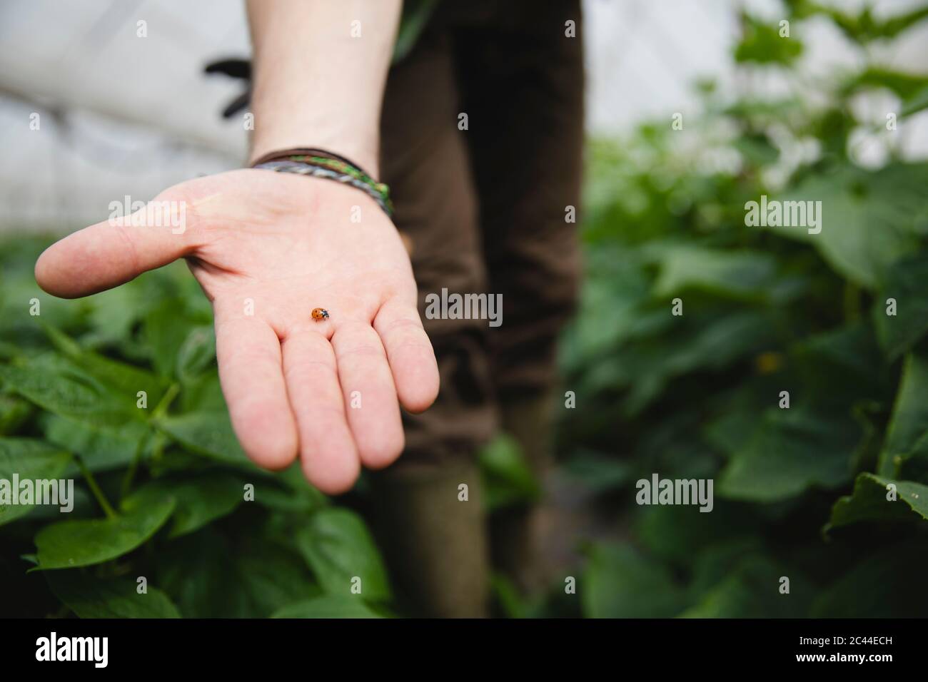 Bauer hält einen Marienkäfer in der Hand, nützlich in der ökologischen Landwirtschaft Stockfoto