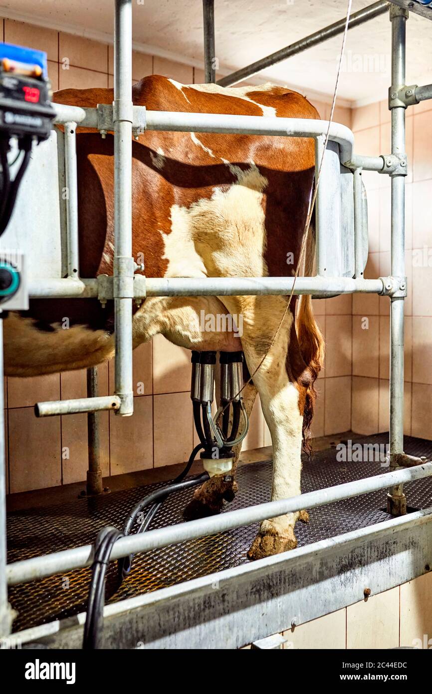 Rinder mit Melkmaschine stehen in Milchviehbetrieb Stockfoto