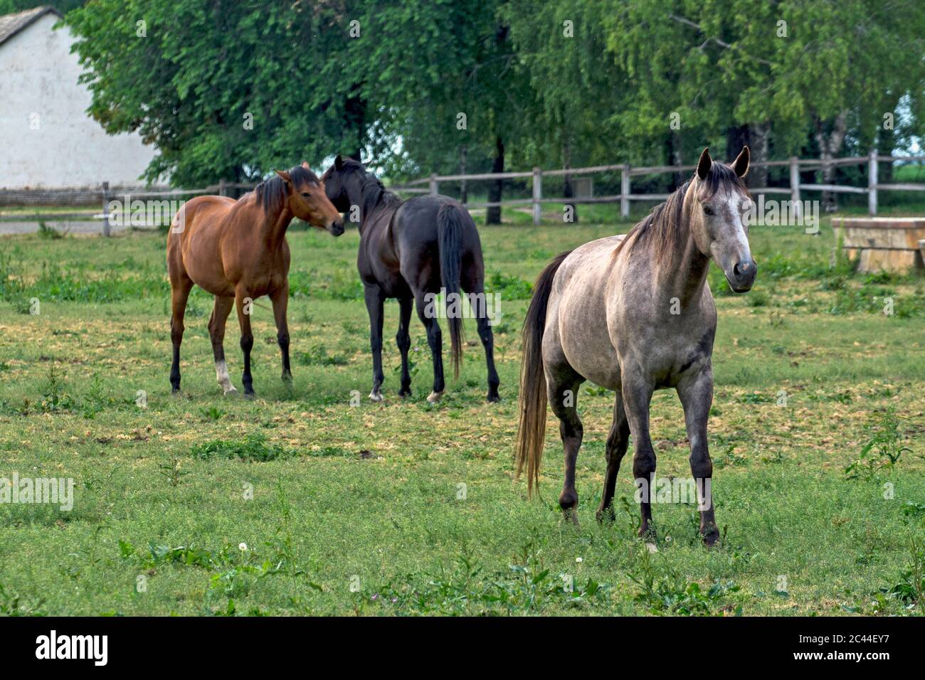 Eine Gruppe junger Pferde, die im Corral spazieren und bleiben. Pferde werden auf einem spezialisierten Pferdehof gezüchtet. Stockfoto
