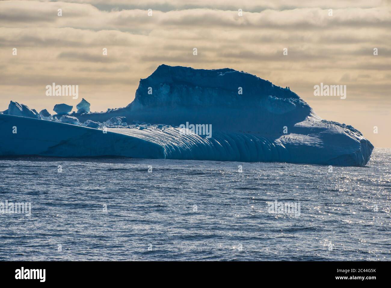 Eisberg schwimmt im südlichen Orkney Inseln Archipel Stockfoto
