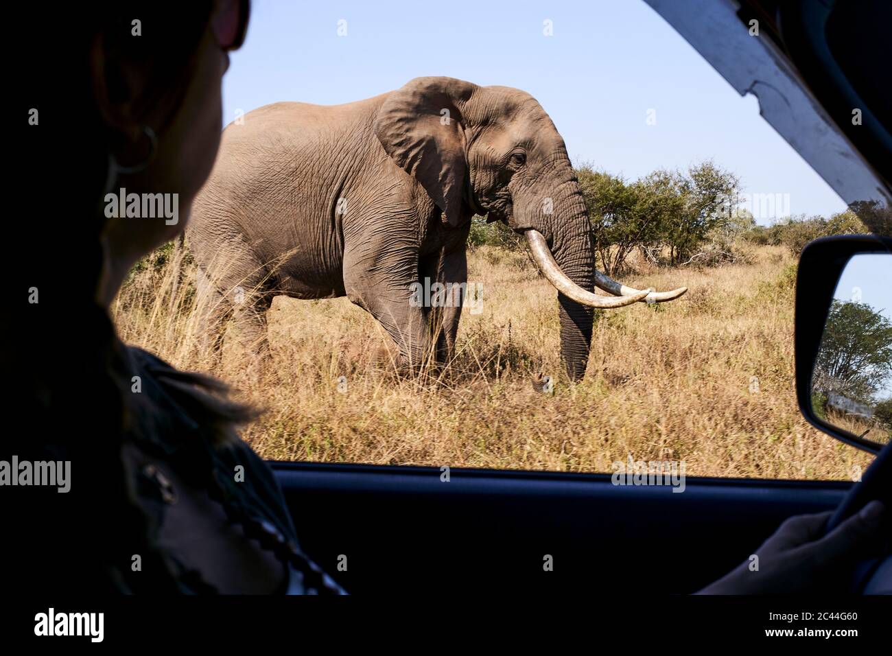 Zugeschnittenes Bild einer Frau mittleren Erwachsenen, die beim Autofahren im Kruger National Park, Südafrika, auf einen Elefanten schaut Stockfoto