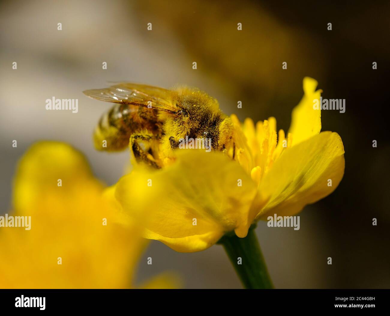 Europäische Honigbiene (APIs mellifera), die sich von Pollen des Sumpfmarigoldes ernährt (Caltha palustris) Stockfoto