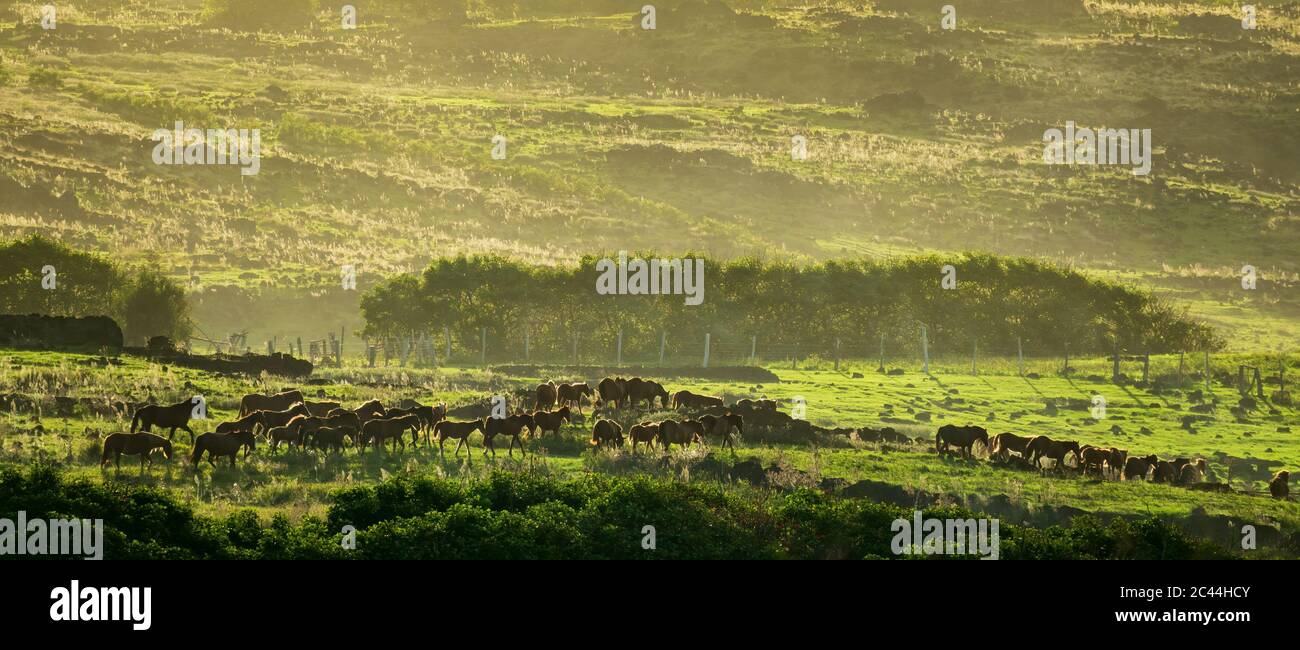 Wilde Pferde laufen in der Dämmerung am Hang entlang Stockfoto