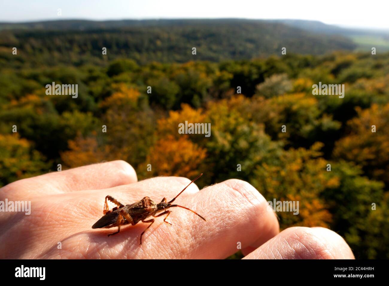 Deutschland, Bayern, Ebrach, Insekt kriecht auf der menschlichen Hand Stockfoto
