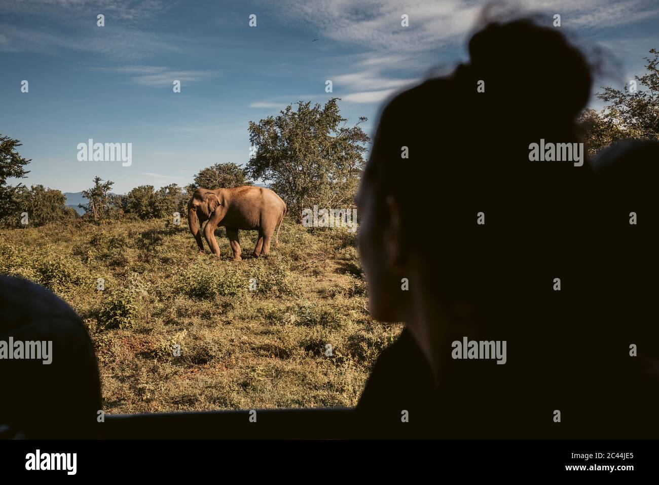 Sri Lanka, Sabaragamuwa Provinz, Udawalawe, Elefant gesehen während Safari im Udawalawe Nationalpark Stockfoto