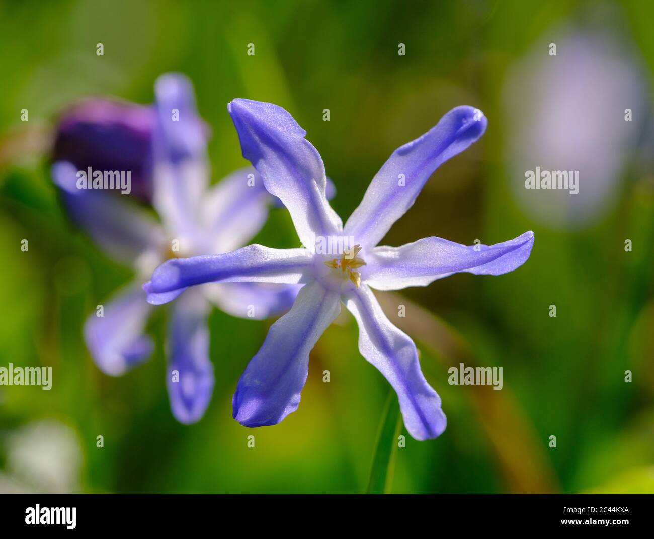 Kopf der lila blühenden Bossiers Glory-of-the-Snow (Scilla luciliae) Blume Stockfoto
