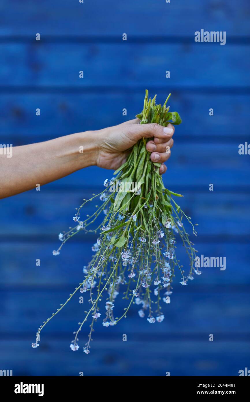 Nahaufnahme der Hand hält Bündel von Vergiss-mich-nicht Stockfoto