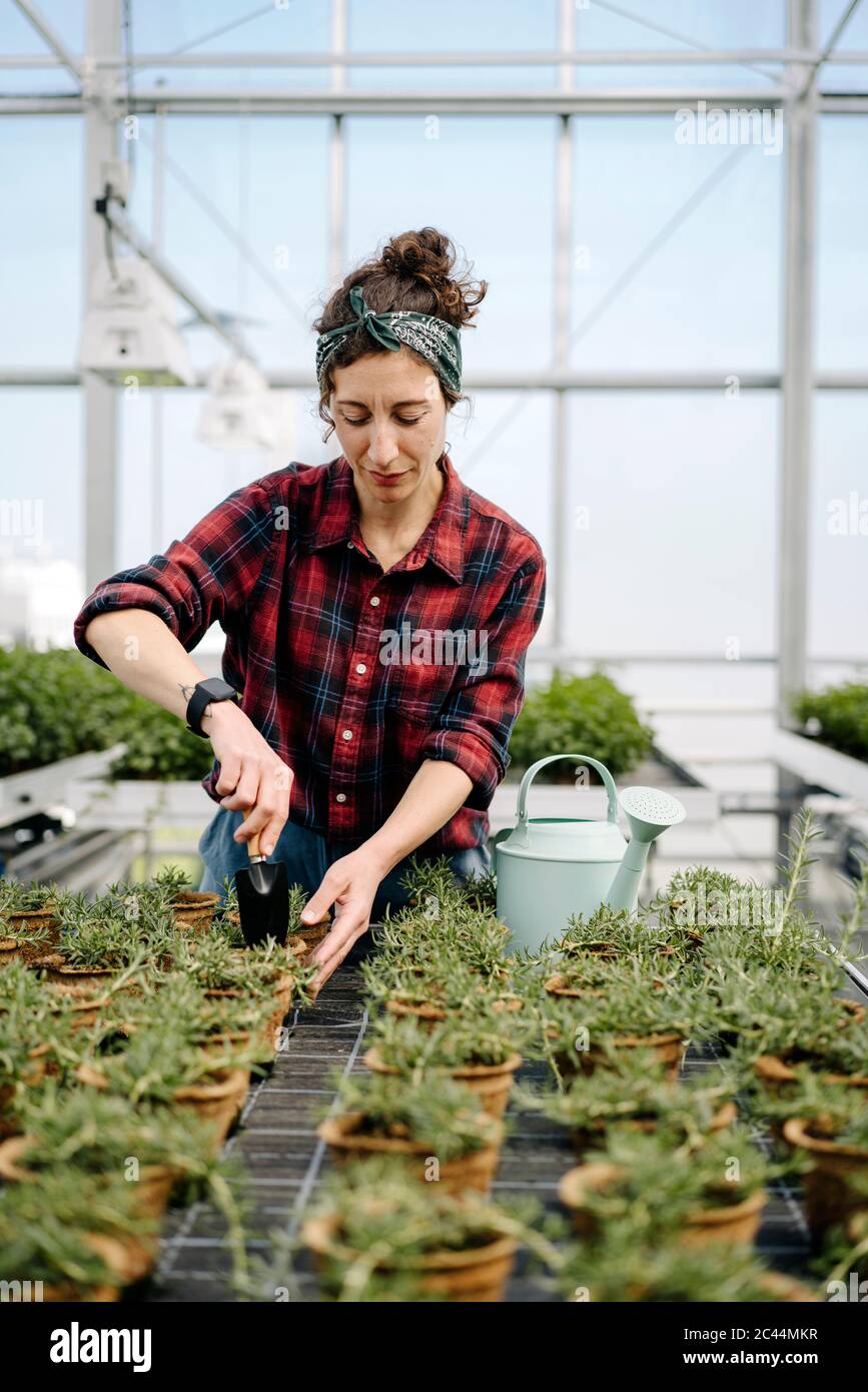 Frau, die mit der Handkelle an Rosmarinpflanzen im Gewächshaus eines Gartenhauses arbeitet Stockfoto