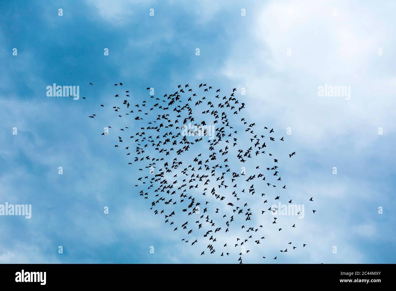 Georgia, Low-Angle-Ansicht der Vogelschar fliegen gegen den Himmel Stockfoto