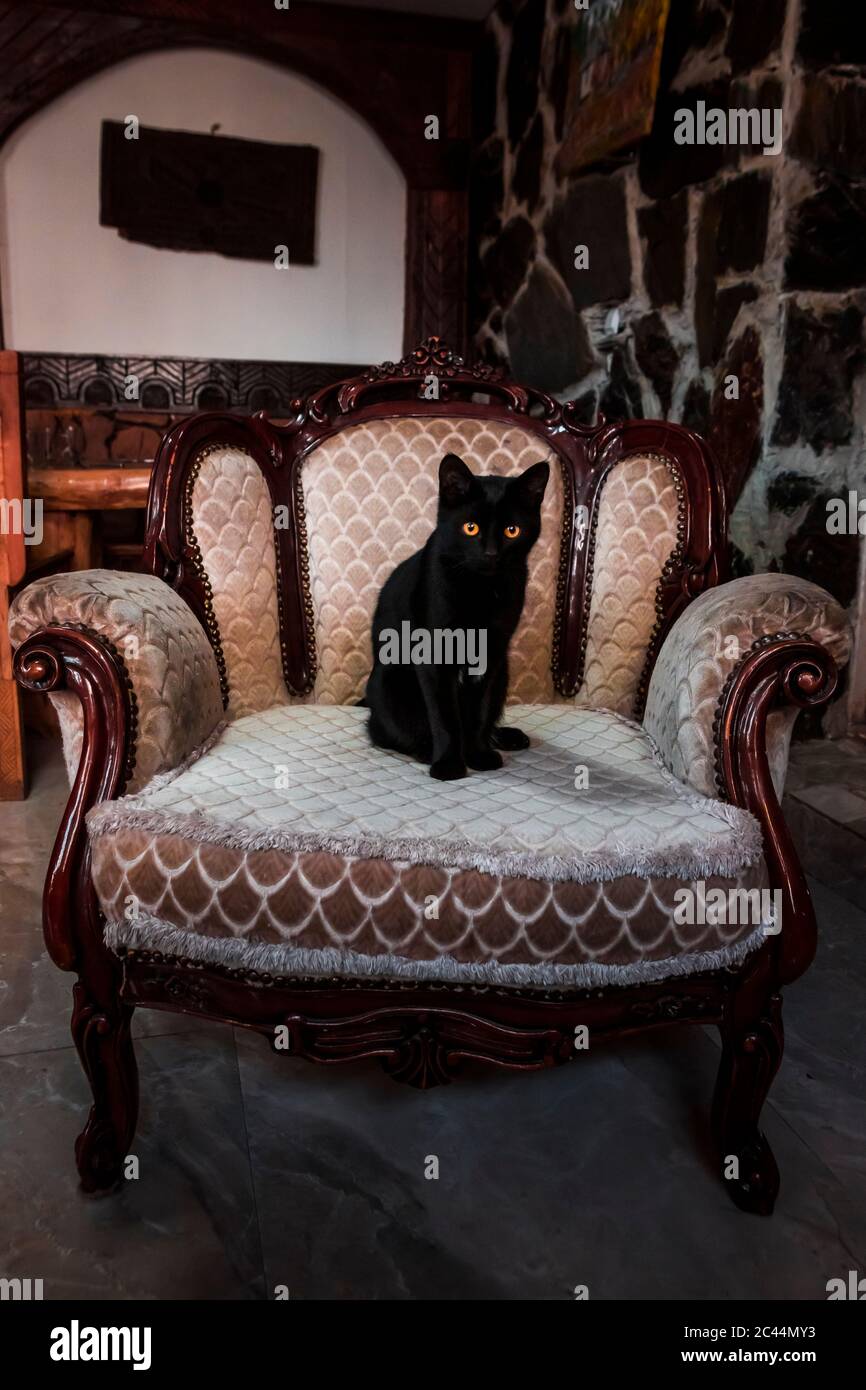Portrait von schwarzen Kätzchen auf Vintage-Sessel sitzend Stockfoto
