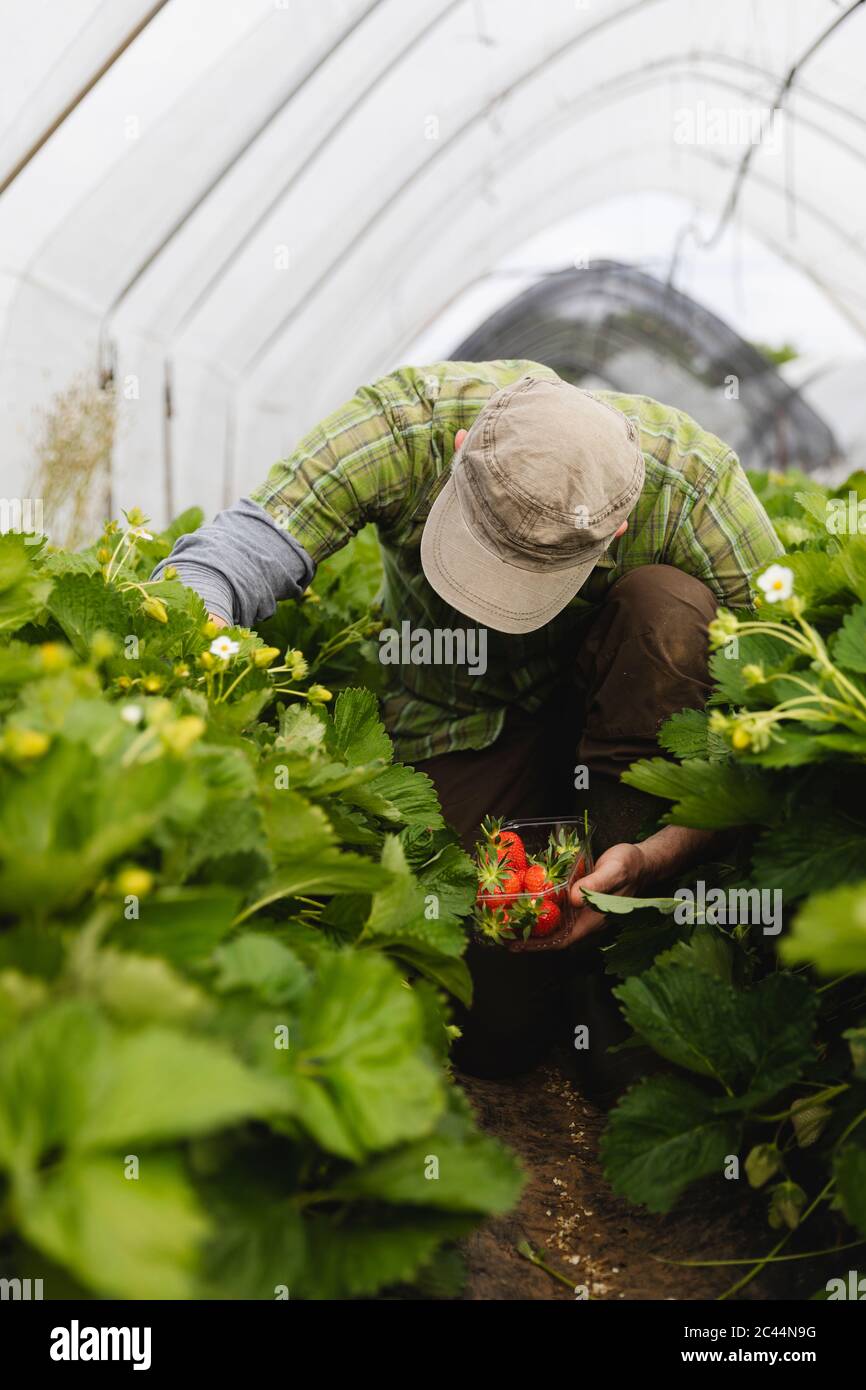 Männliche Hand hält Kunststoff-Schüssel mit frisch gepflückten Erdbeeren, Bio-Landwirtschaft Stockfoto