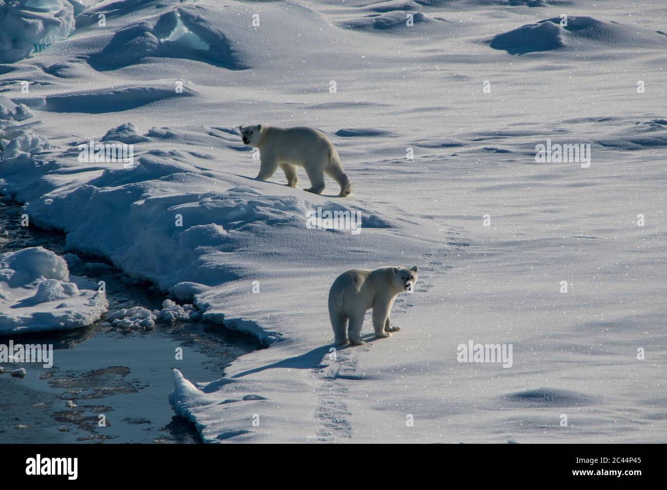 Zwei Eisbären (Ursus maritimus) blicken auf die Kamera, während sie durch Schnee im Nordpol-Gebiet fahren Stockfoto