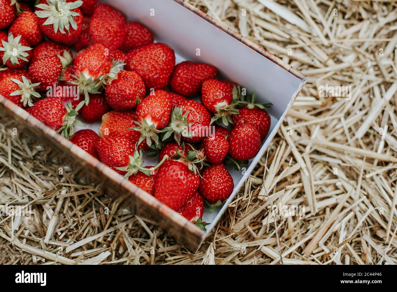 Reife Erdbeeren im Korb auf dem Feld Stockfoto