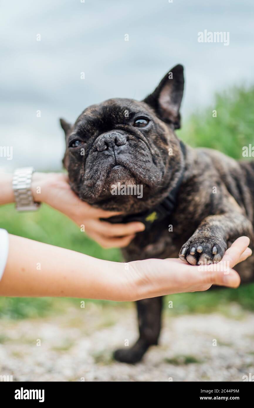 Portrait von Bulldogge geben Pfote Stockfoto