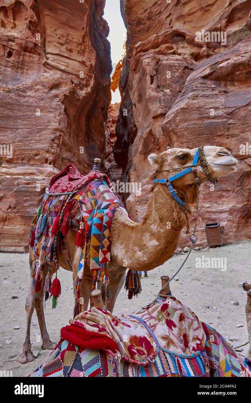 Bunt gestyltes Kamel bei Al-Khazneh in Petra, Jordanien Stockfoto
