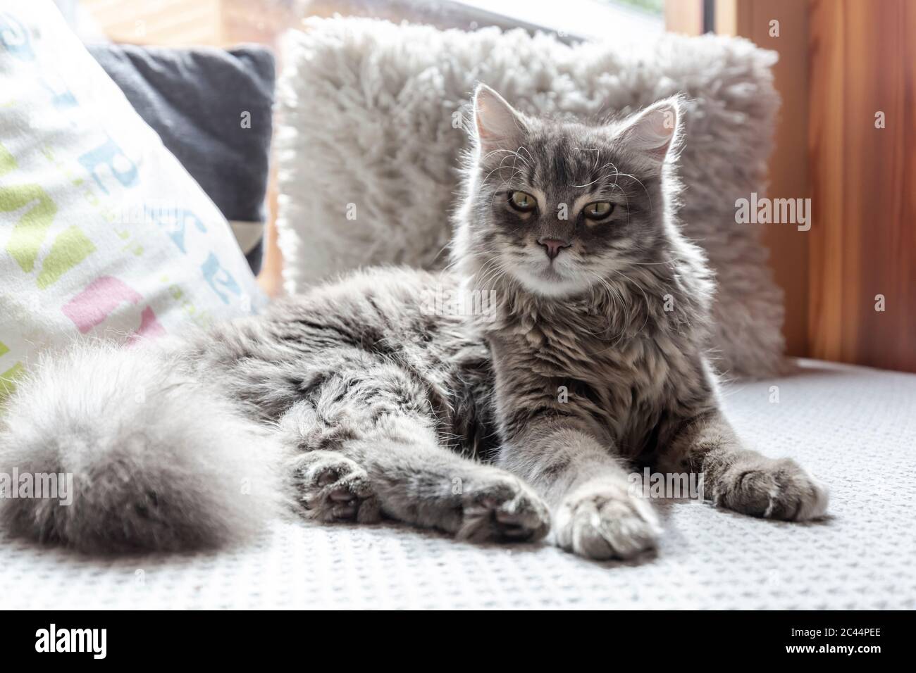 Langhaarige Katze auf dem Sofa ruht Stockfoto