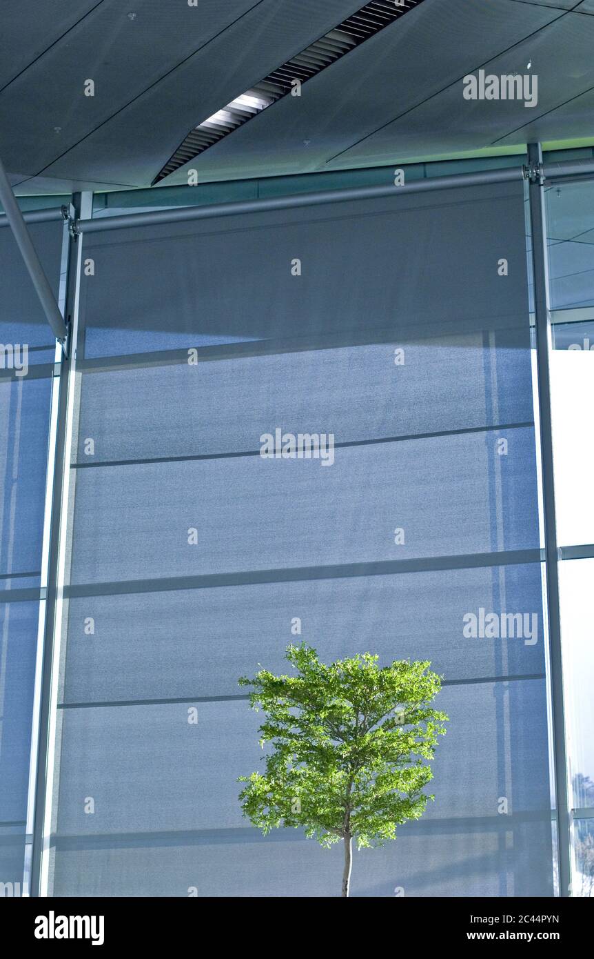 Baum vor der BMW Welt in München, Bayern, Deutschland Stockfoto