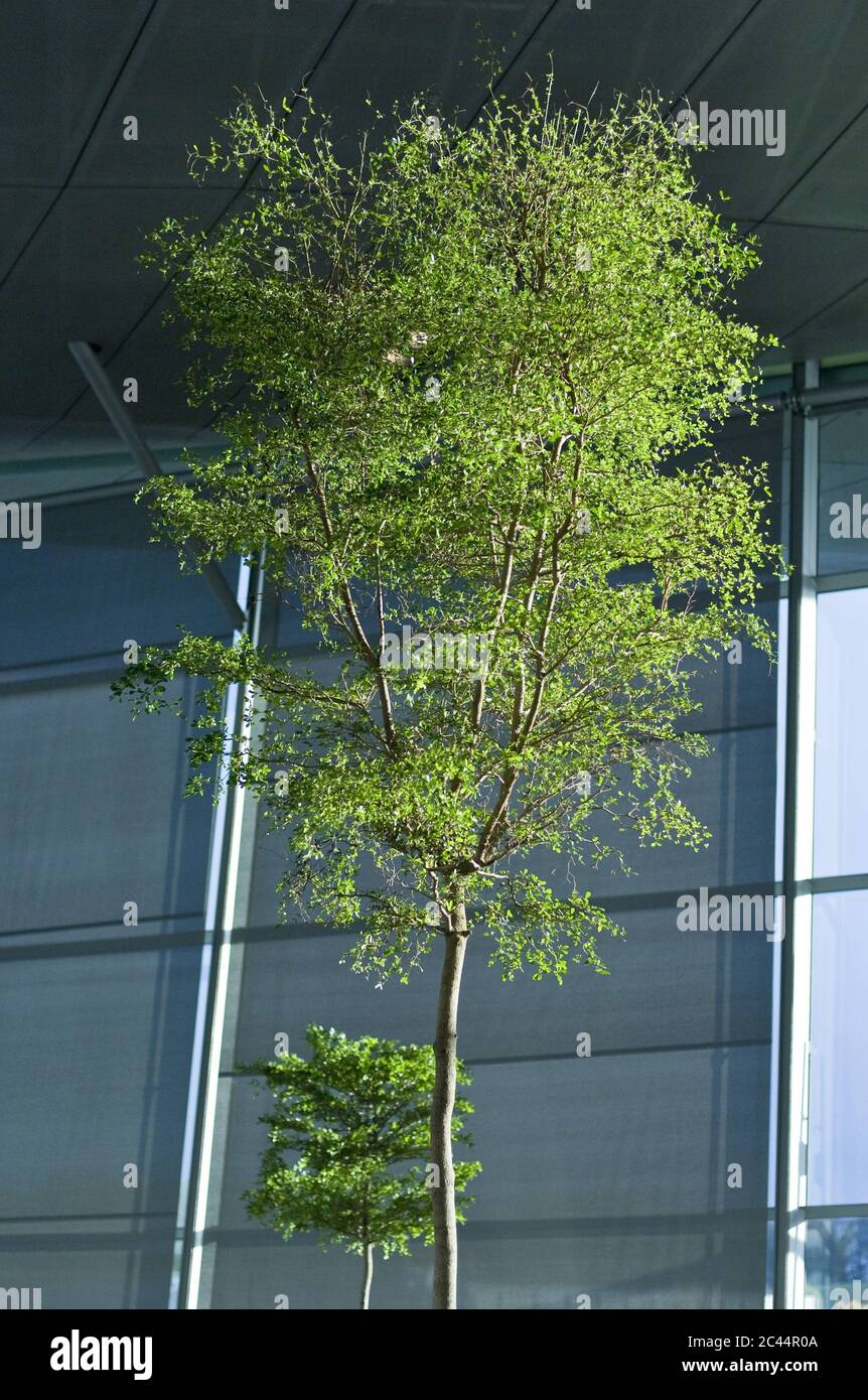 Baum vor der BMW Welt in München, Bayern, Deutschland Stockfoto