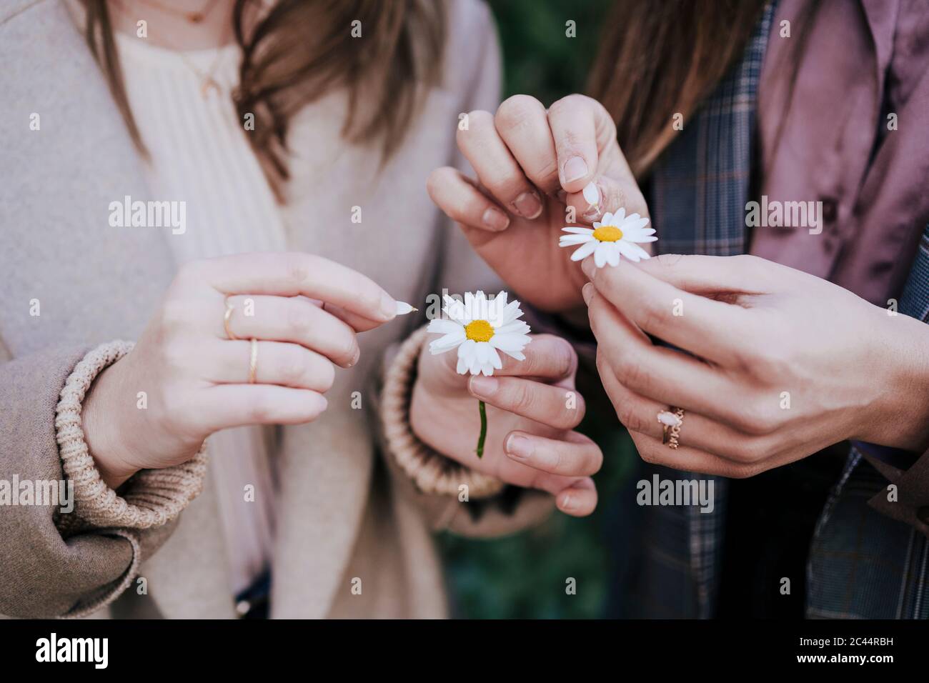Frauenhände, Blütenblätter zupfen, Nahaufnahme Stockfoto