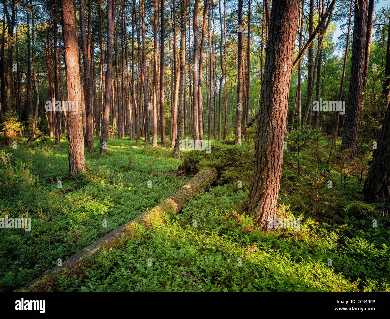 Polen, Pommern, Leba, Wald im Slowinski Nationalpark Stockfoto